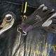 Illustration for article titled Fixed the Alfa fuel system